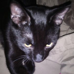 Meet your Posher, Javetta